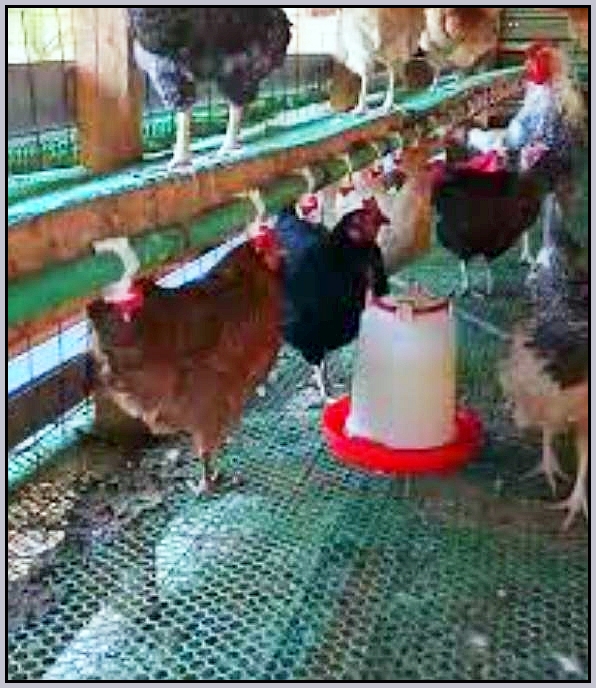Maureen's brooders
