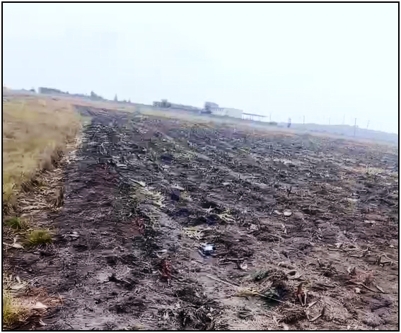 farmland for Maureen