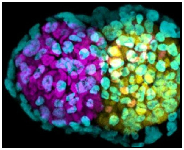 synthetic human embryos